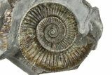 Jurassic Ammonite (Dactylioceras) Fossil - England #362478-1